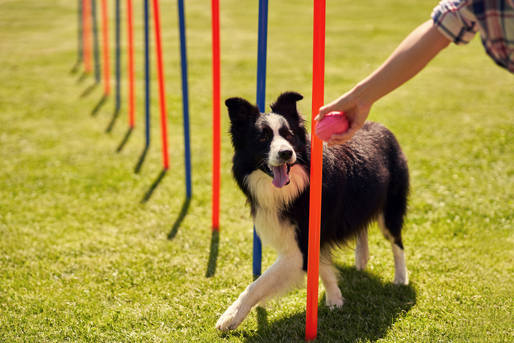 The Science of Dog Training Techniques for Positive Reinforcement